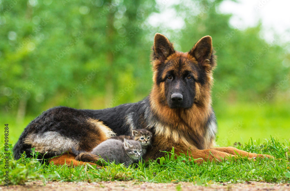 German shepherd dog and two little kittens German shepherd dog and two little kittens