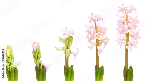 Fototapeta Naklejka Na Ścianę i Meble -  hyacinth opening