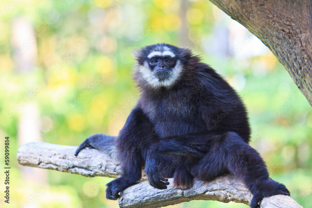 Obraz premium Gibbon