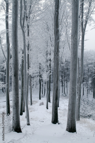 Misty Beech Forest in the Winter with Frost Covered Tree Trunks