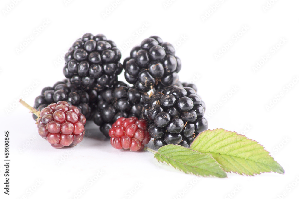 moras moras