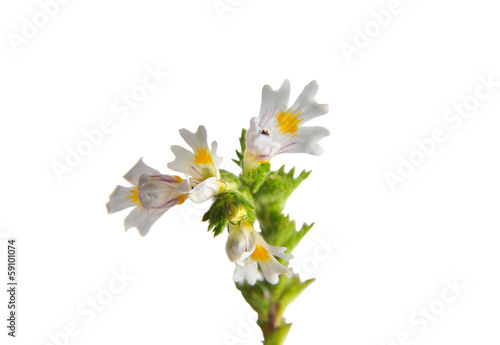 Augentrost (Euphrasia officinalis)