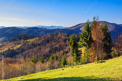 coniferous forest on a mountain slope