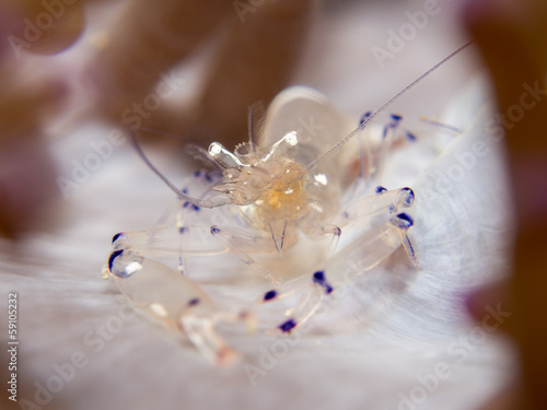 Clown Anemone Shrimp - Periclimenes brevicarpalis photo