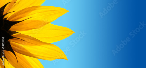 Sunflower closeup on blue background