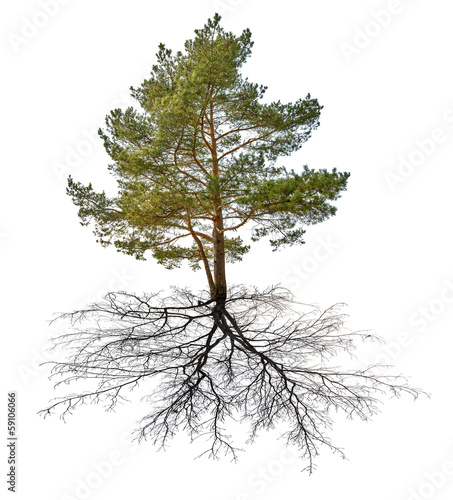 single green pine with black root photo