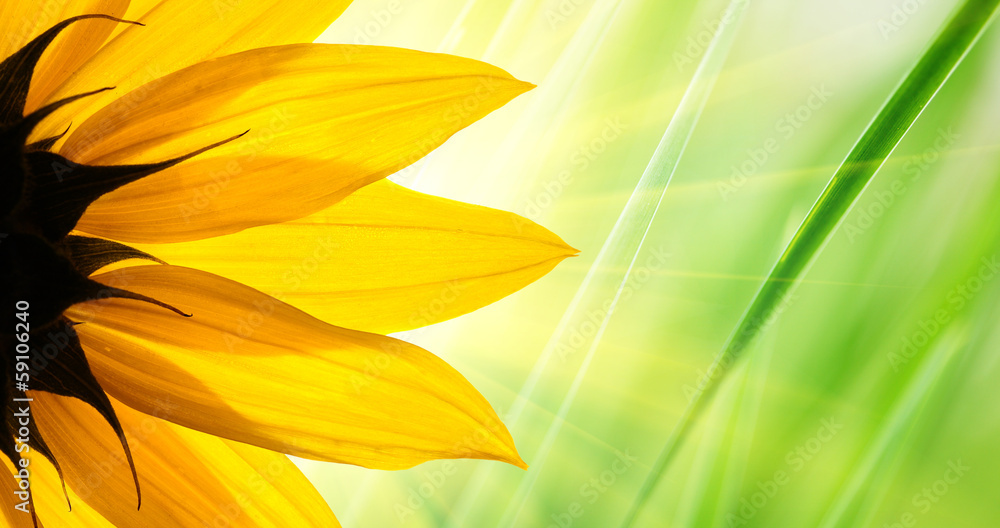 Fototapeta premium Sunflower over green grass background