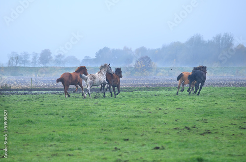 few galloping stallions on foggy pasture