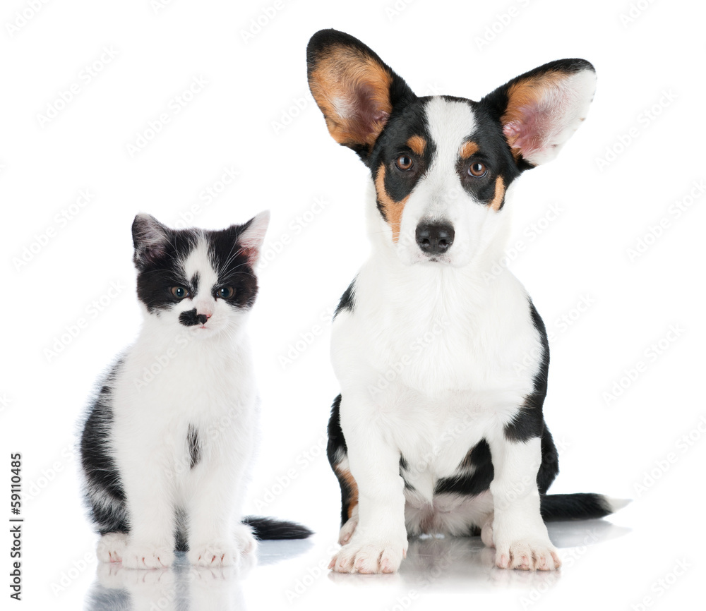 cat and dog together cat and dog together