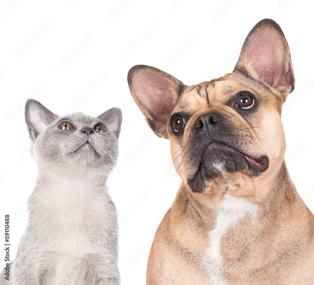 Obraz premium dog and cat looking up