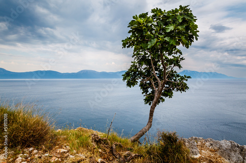 Lonely Tree and Adriatic Sea in Background, Dalmatia, Croatia