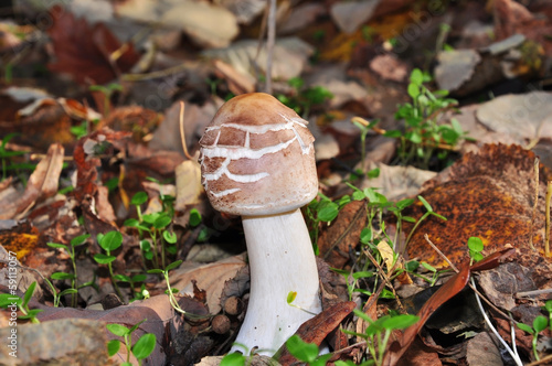 Autumn wild mushrooms,edible,reddish