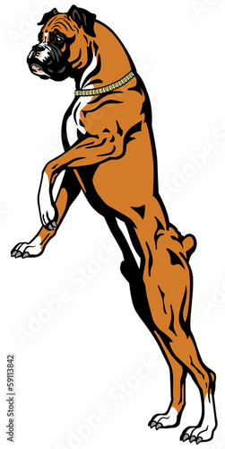 attentive boxer dog