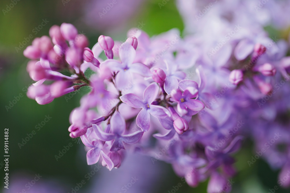 view of flowering lilac with a shallow depth of field view of flowering lilac with a shallow depth of field