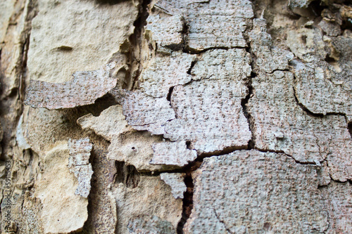 Bark of trees in the forest