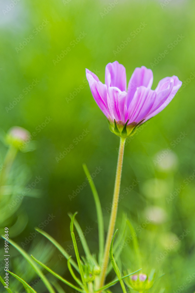 A Purple cosmos flower in the garden3 A Purple cosmos flower in the garden3