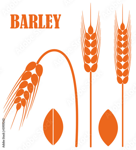 Barley