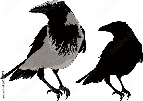 Black Crows