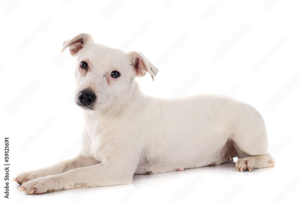 jack russel terrier jack russel terrier