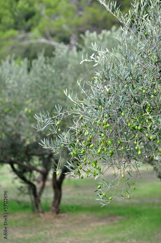 Φωτογραφία OLIVES VERTES