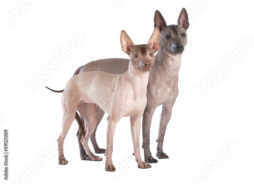 Mexican xoloitzcuintle dogs isolated on white