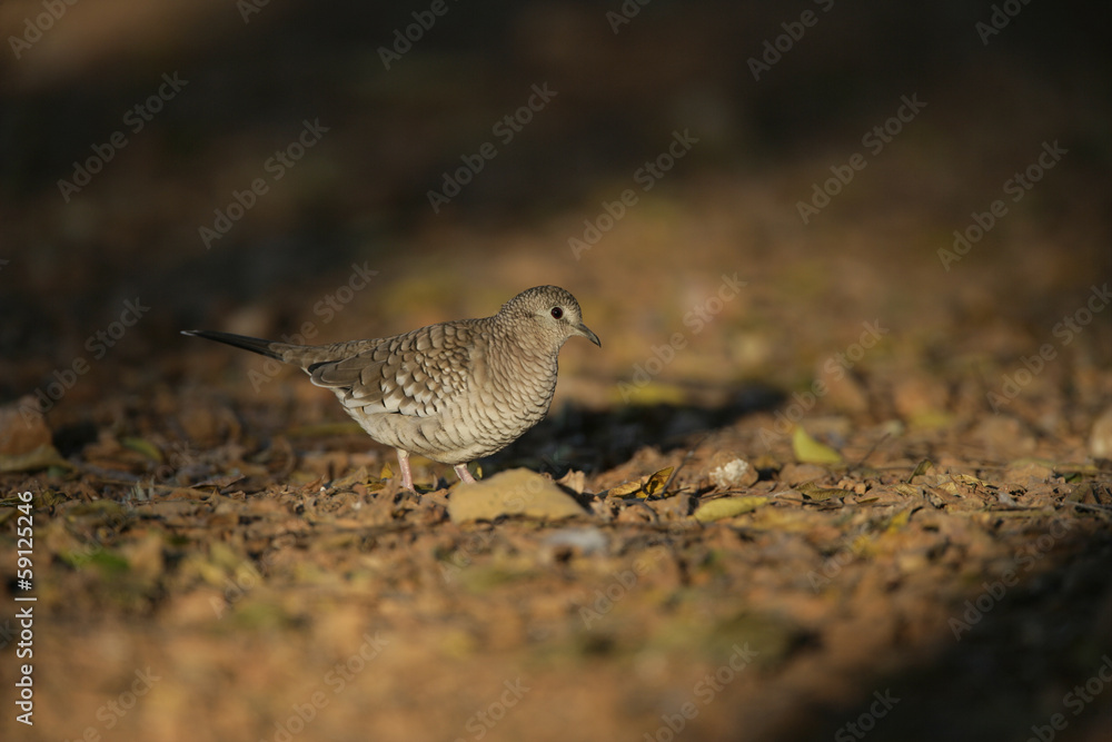 Fototapeta premium Scaled dove, Columbina squammata