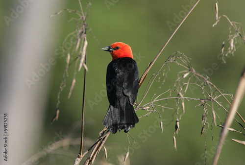 Scarlet-headed blackbird, Amblyramphus holosericeus photo