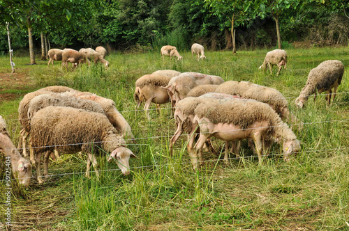 France, sheep in Proissans in Dordogne photo