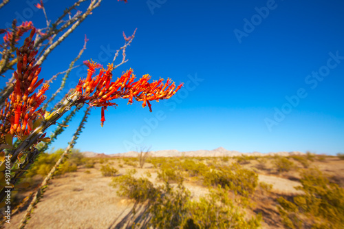 Ocotillo Fouquieria splendens red flowers in Mohave desert photo