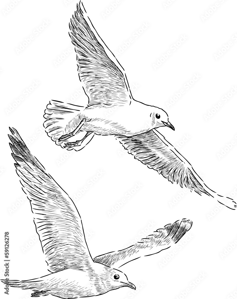 Naklejka premium flying sea gulls