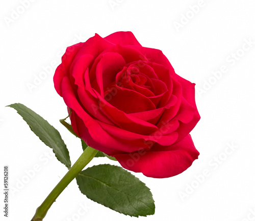 Open red rose with leaves on a white background