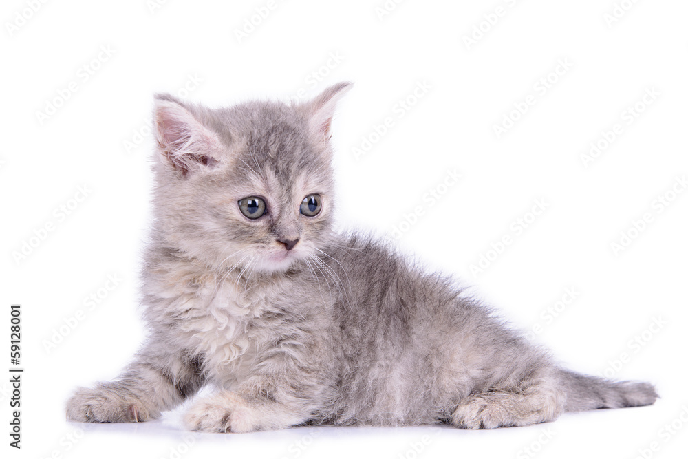 Scottish tabby kitten