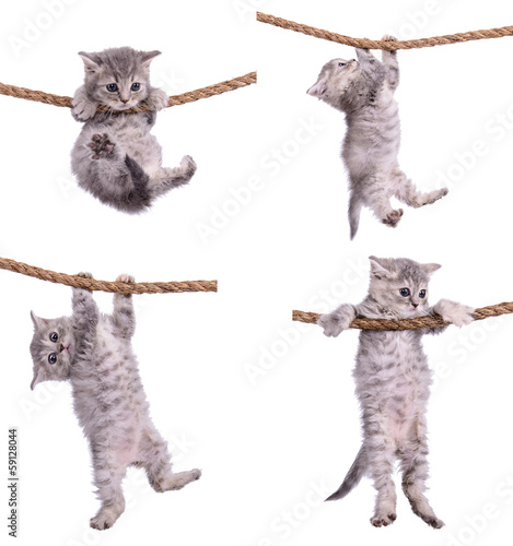kittens with rope