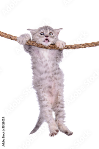kitten with rope