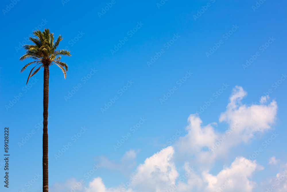 palm tree Washingtonia California style on blue sky palm tree Washingtonia California style on blue sky