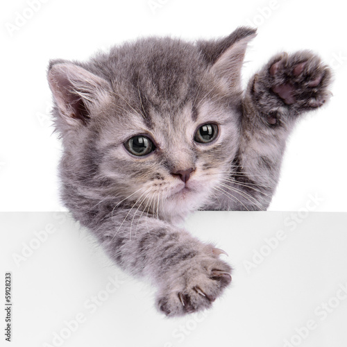 kitten holding billboard