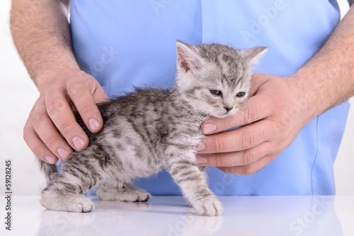 veterinarian inspection kitten