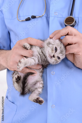 Fototapeta Naklejka Na Ścianę i Meble -  veterinarian inspection kitten