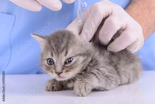 veterinarian treats kitten © inna_astakhova