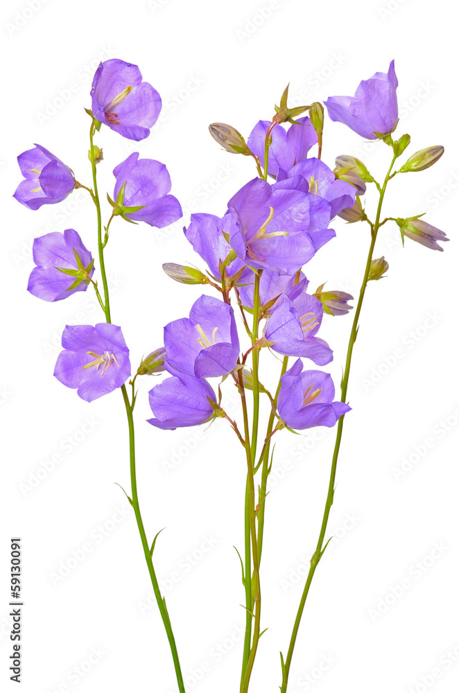 Campanula flowers Campanula flowers