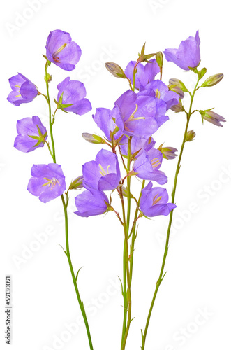 Campanula flowers