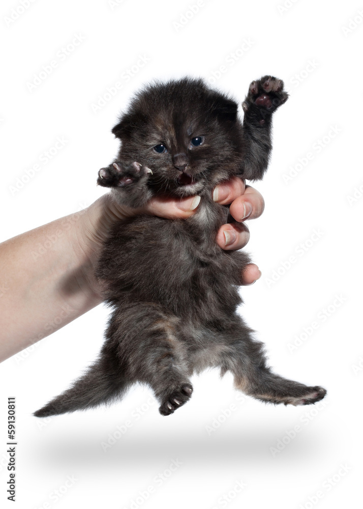 Tortie siberian kitten on white background Tortie siberian kitten on white background