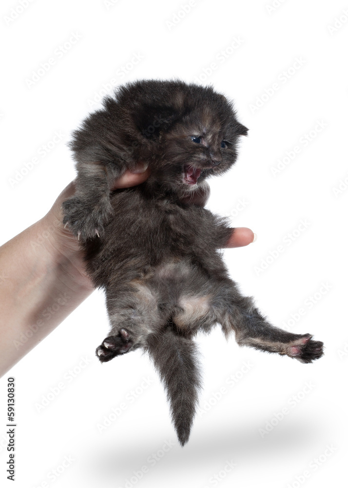 Tortie siberian kitten on white background Tortie siberian kitten on white background