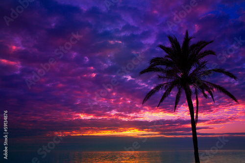 sunset sunrise palm tree over Mediterranean