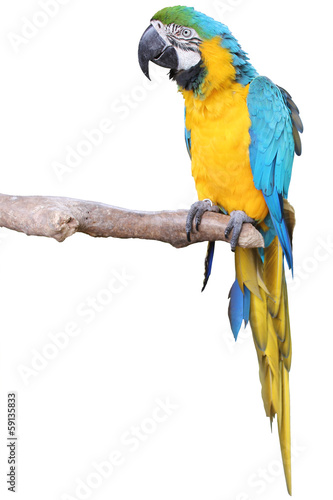 Ara ararauna -  Parrot photo