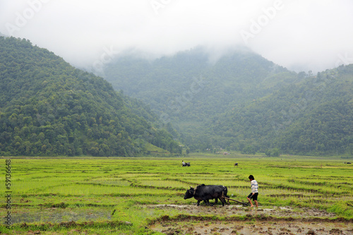 farmer plowing with ox cart