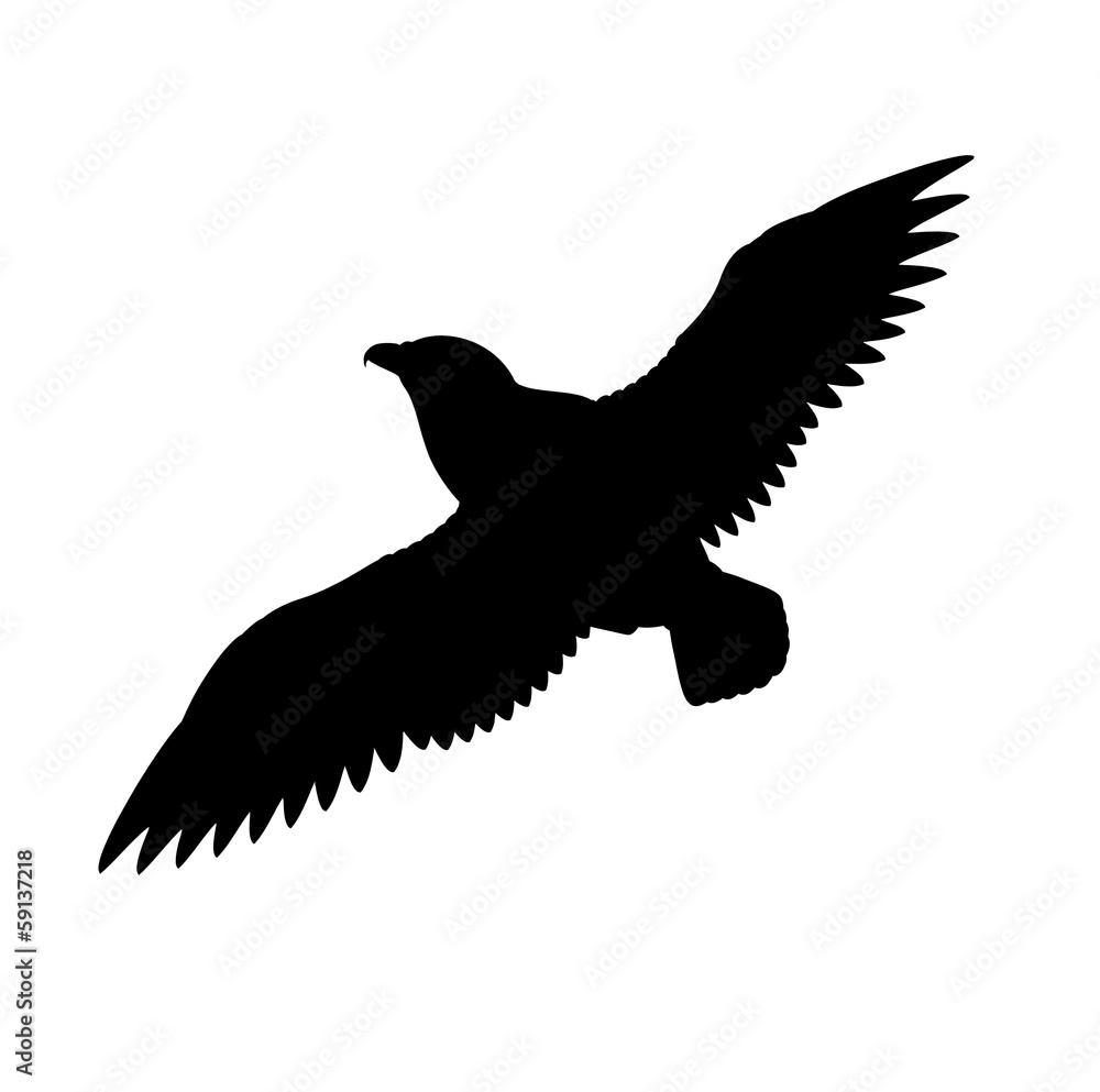 Fototapeta premium Silhouette of the Falcon