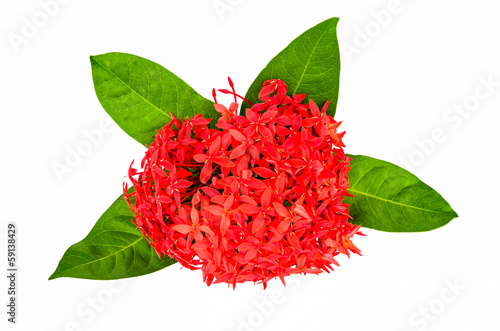 Fototapeta Naklejka Na Ścianę i Meble -  Red Rubiaceae flower