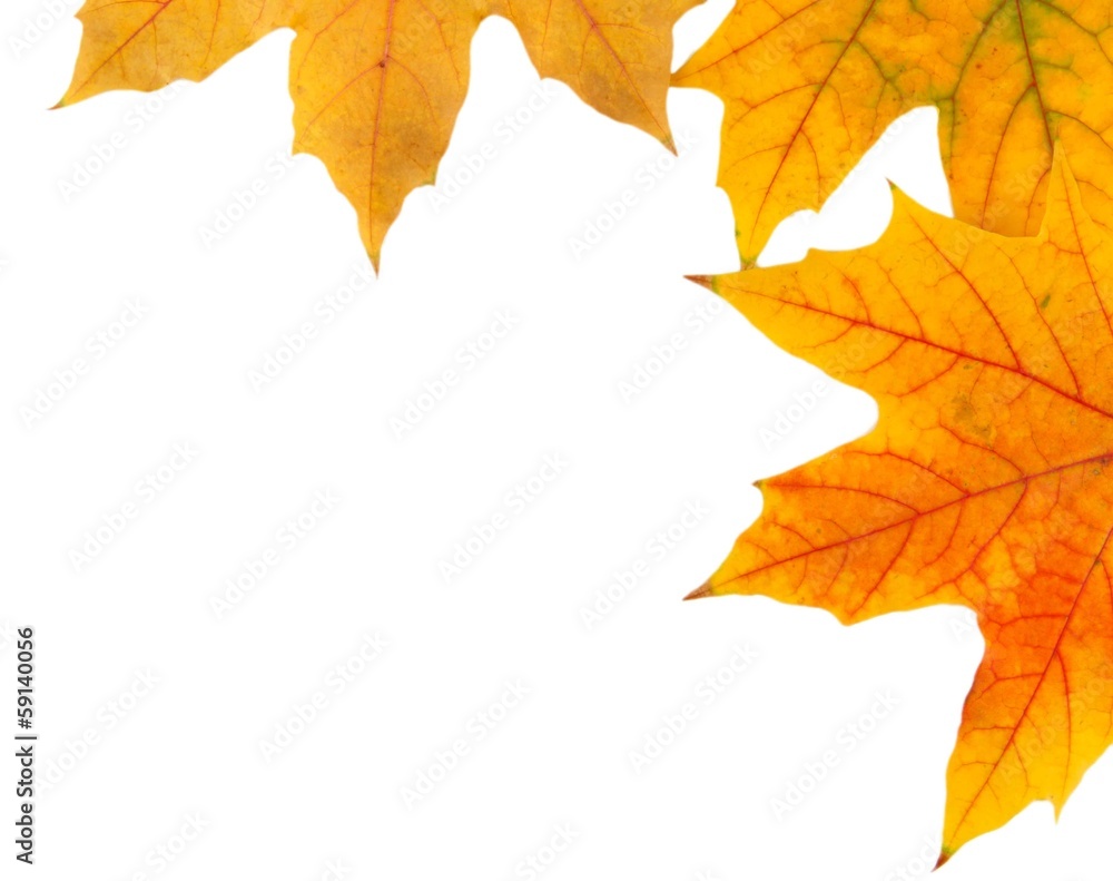 Yellow maple leaves isolated on white Yellow maple leaves isolated on white