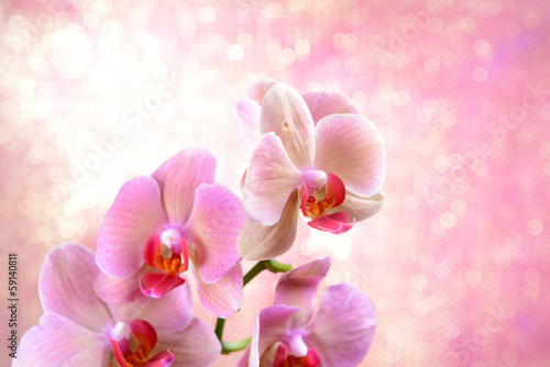 Fototapeta Naklejka Na Ścianę i Meble -  Beautiful blooming orchid  on light color background